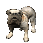 bulldog_big_barking_hg_clr