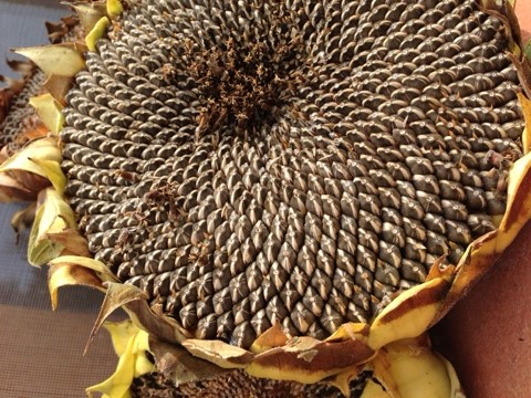 yo-no-soy-gente-historias-reales-mundo-surrealista-los-pecos-mi-primo-el-perro-y-el-cartero-girasol